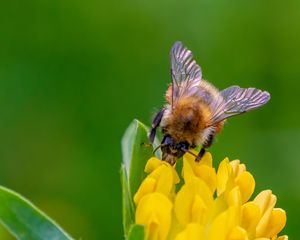 Preview wallpaper bee, flower, inflorescence, yellow, macro