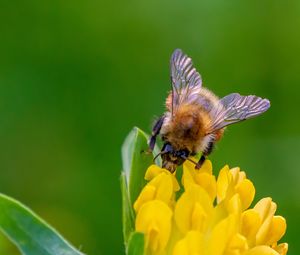 Preview wallpaper bee, flower, inflorescence, yellow, macro