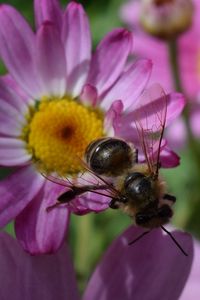 Preview wallpaper bee, flower, insect