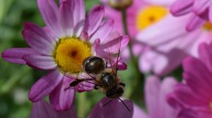 Preview wallpaper bee, flower, insect