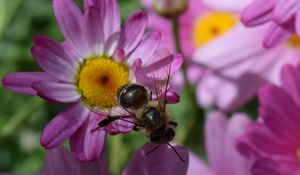 Preview wallpaper bee, flower, insect