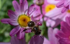 Preview wallpaper bee, flower, insect