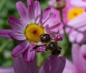 Preview wallpaper bee, flower, insect