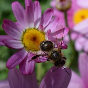 Preview wallpaper bee, flower, insect