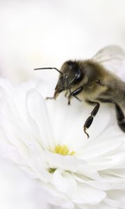 Preview wallpaper bee, flower, insect, macro