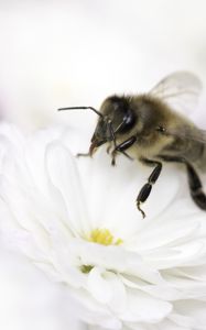 Preview wallpaper bee, flower, insect, macro