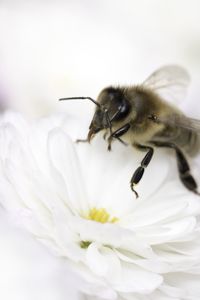 Preview wallpaper bee, flower, insect, macro