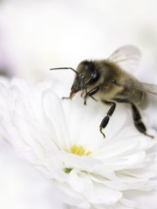Preview wallpaper bee, flower, insect, macro