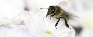 Preview wallpaper bee, flower, insect, macro