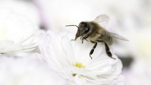 Preview wallpaper bee, flower, insect, macro