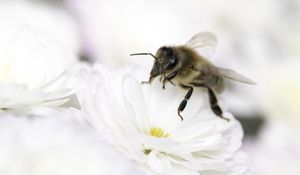 Preview wallpaper bee, flower, insect, macro