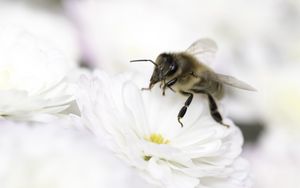 Preview wallpaper bee, flower, insect, macro