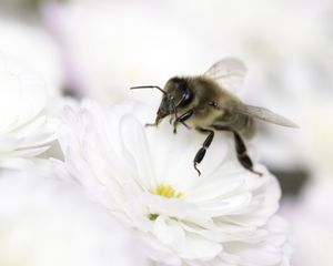 Preview wallpaper bee, flower, insect, macro