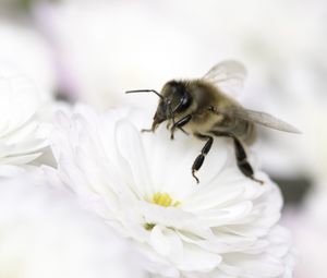 Preview wallpaper bee, flower, insect, macro