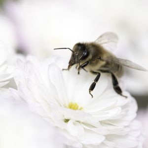 Preview wallpaper bee, flower, insect, macro