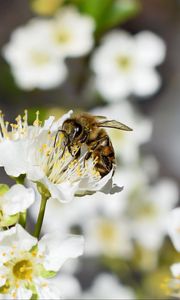 Preview wallpaper bee, flower, insect, macro, blur