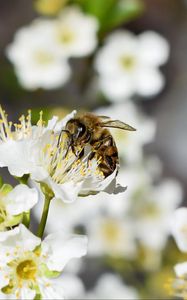 Preview wallpaper bee, flower, insect, macro, blur