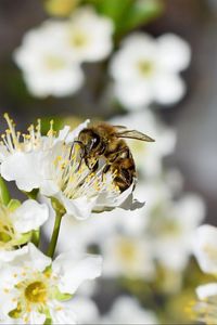 Preview wallpaper bee, flower, insect, macro, blur