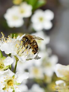 Preview wallpaper bee, flower, insect, macro, blur