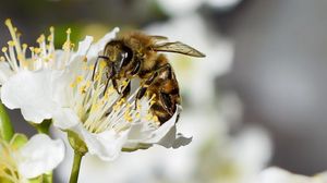 Preview wallpaper bee, flower, insect, macro, blur