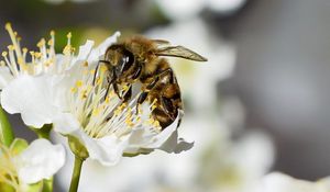 Preview wallpaper bee, flower, insect, macro, blur