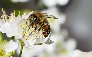 Preview wallpaper bee, flower, insect, macro, blur