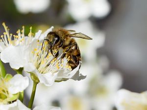 Preview wallpaper bee, flower, insect, macro, blur