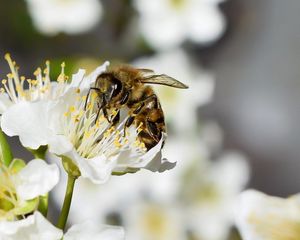Preview wallpaper bee, flower, insect, macro, blur
