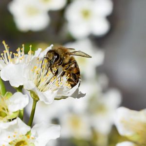 Preview wallpaper bee, flower, insect, macro, blur