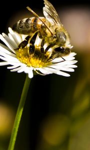 Preview wallpaper bee, flower, insect, pollination