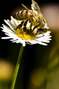 Preview wallpaper bee, flower, insect, pollination