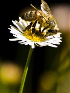 Preview wallpaper bee, flower, insect, pollination