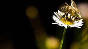 Preview wallpaper bee, flower, insect, pollination