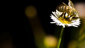 Preview wallpaper bee, flower, insect, pollination