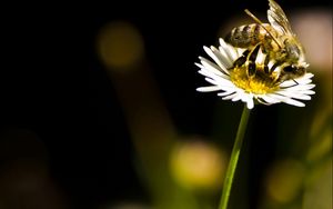 Preview wallpaper bee, flower, insect, pollination