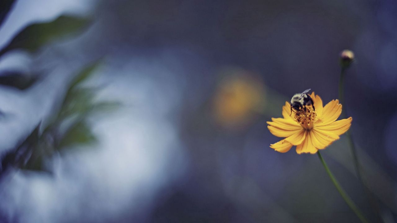 Wallpaper bee, flower, light, glare
