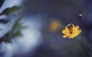 Preview wallpaper bee, flower, light, glare