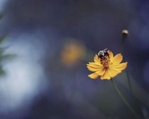 Preview wallpaper bee, flower, light, glare