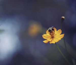 Preview wallpaper bee, flower, light, glare