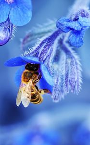 Preview wallpaper bee, flower, macro, blue