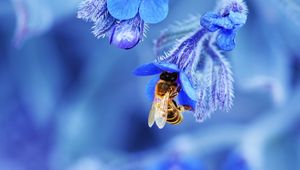 Preview wallpaper bee, flower, macro, blue