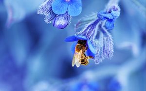 Preview wallpaper bee, flower, macro, blue