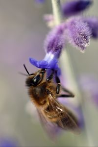 Preview wallpaper bee, flower, macro, blur