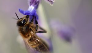 Preview wallpaper bee, flower, macro, blur