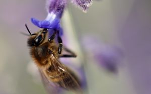 Preview wallpaper bee, flower, macro, blur