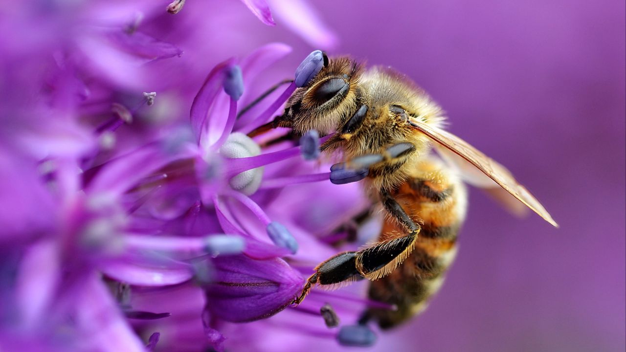 Wallpaper bee, flower, macro, purple