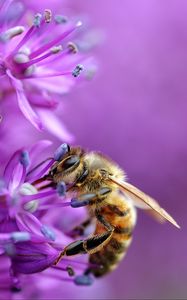 Preview wallpaper bee, flower, macro, purple