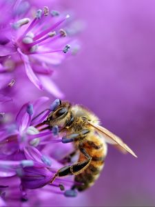 Preview wallpaper bee, flower, macro, purple