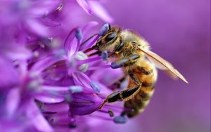 Preview wallpaper bee, flower, macro, purple