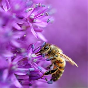Preview wallpaper bee, flower, macro, purple